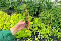 Philodendron Gloriosum Dark Form | 2 Live Starter Plants, Bare Root with Soil Pod