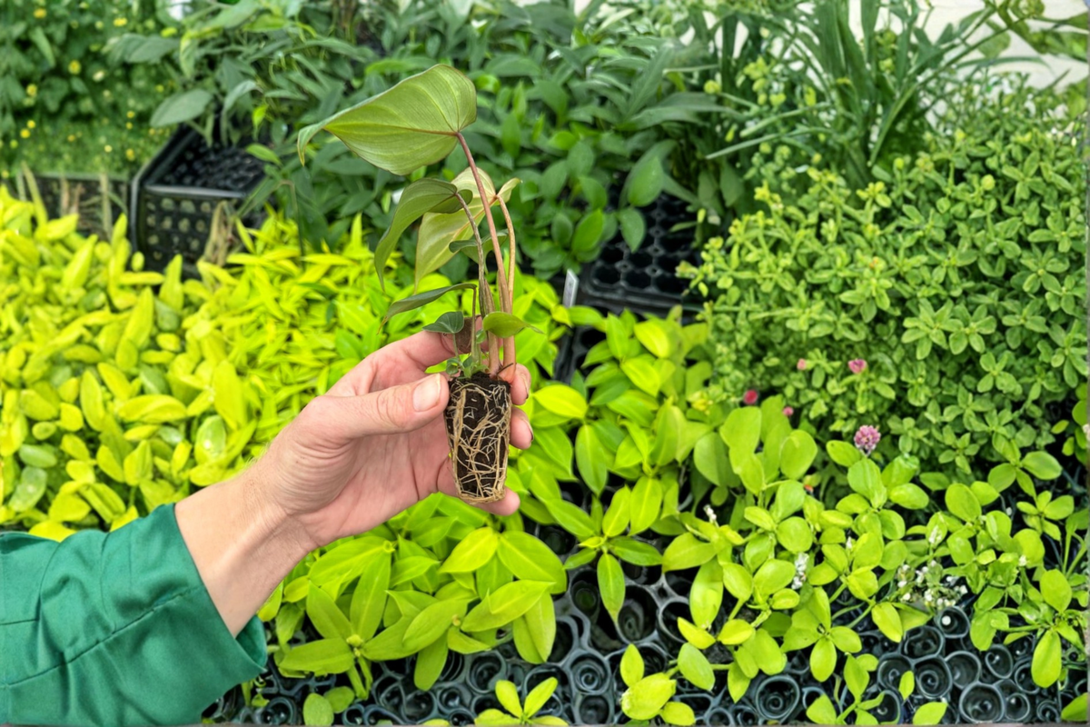 Philodendron Gloriosum Dark Form | 2 Live Starter Plants, Bare Root with Soil Pod