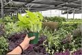 Neon Pothos Epipremnum aureum ‘Neon’ - 2 Live Plants in 4-Inch Pots