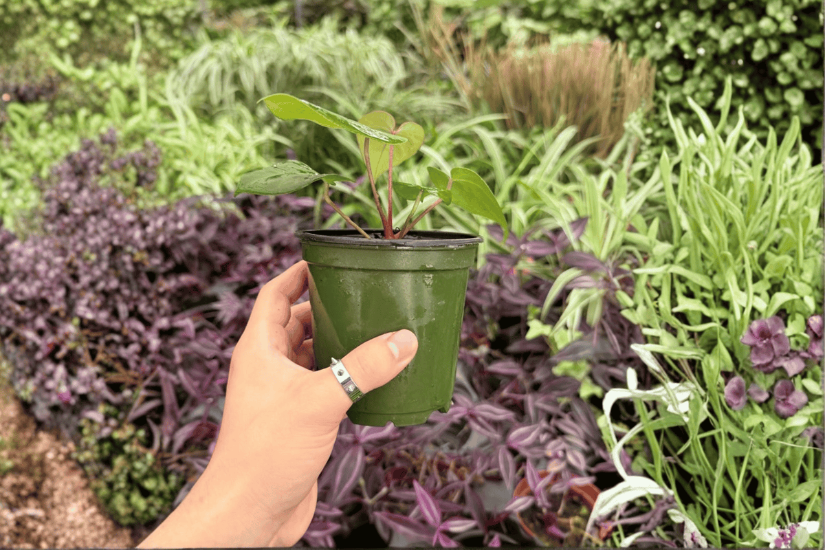 Anthurium Papi Red Sinus x K.O.S. – 2 Exact 4-Inch Bare Root Live Plants