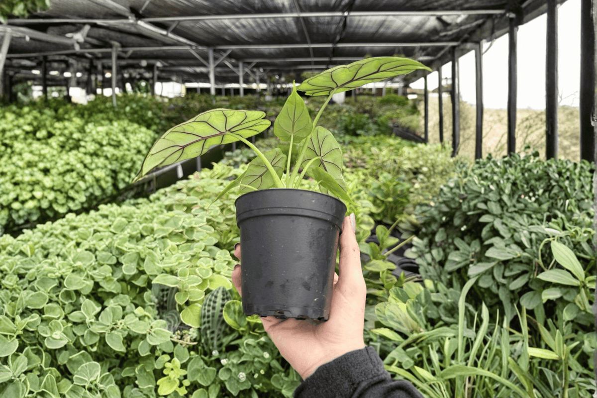 Alocasia baginda ‘Dragon Scale’ - 2 Live Plants in 4-Inch Pots (Exact Plants)