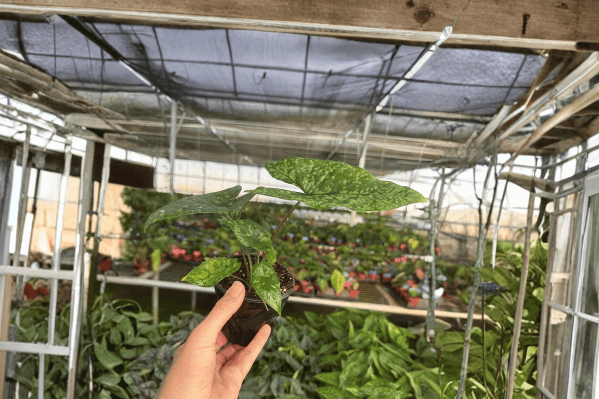 Alocasia Shattered Glass – 2 Live Plants in 4-Inch Pots
