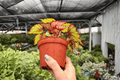 Begonia Harmony’s Crimson Oak - 2 Exact Live Plants in 4-Inch Pots