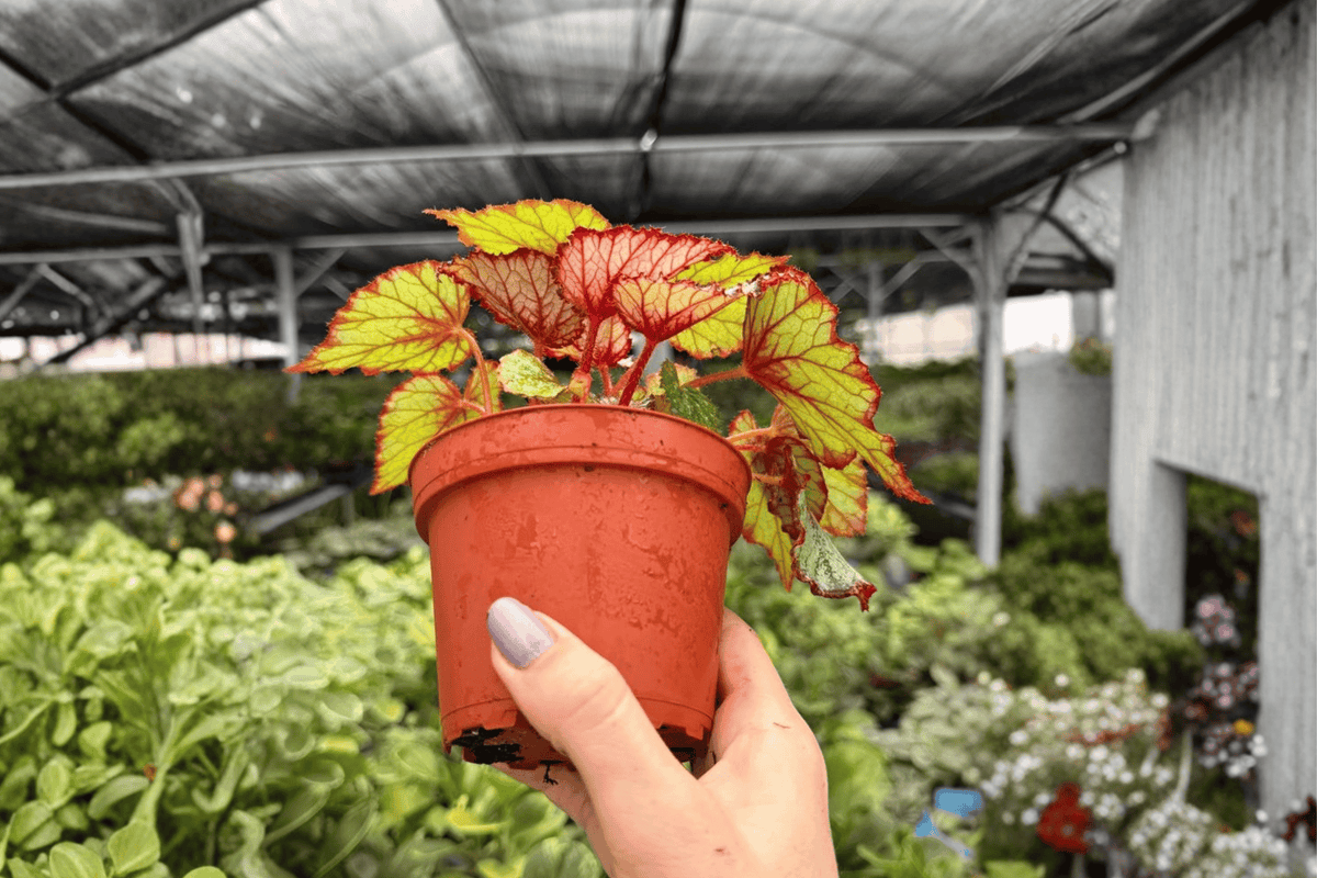 Begonia Harmony’s Crimson Oak - 2 Exact Live Plants in 4-Inch Pots
