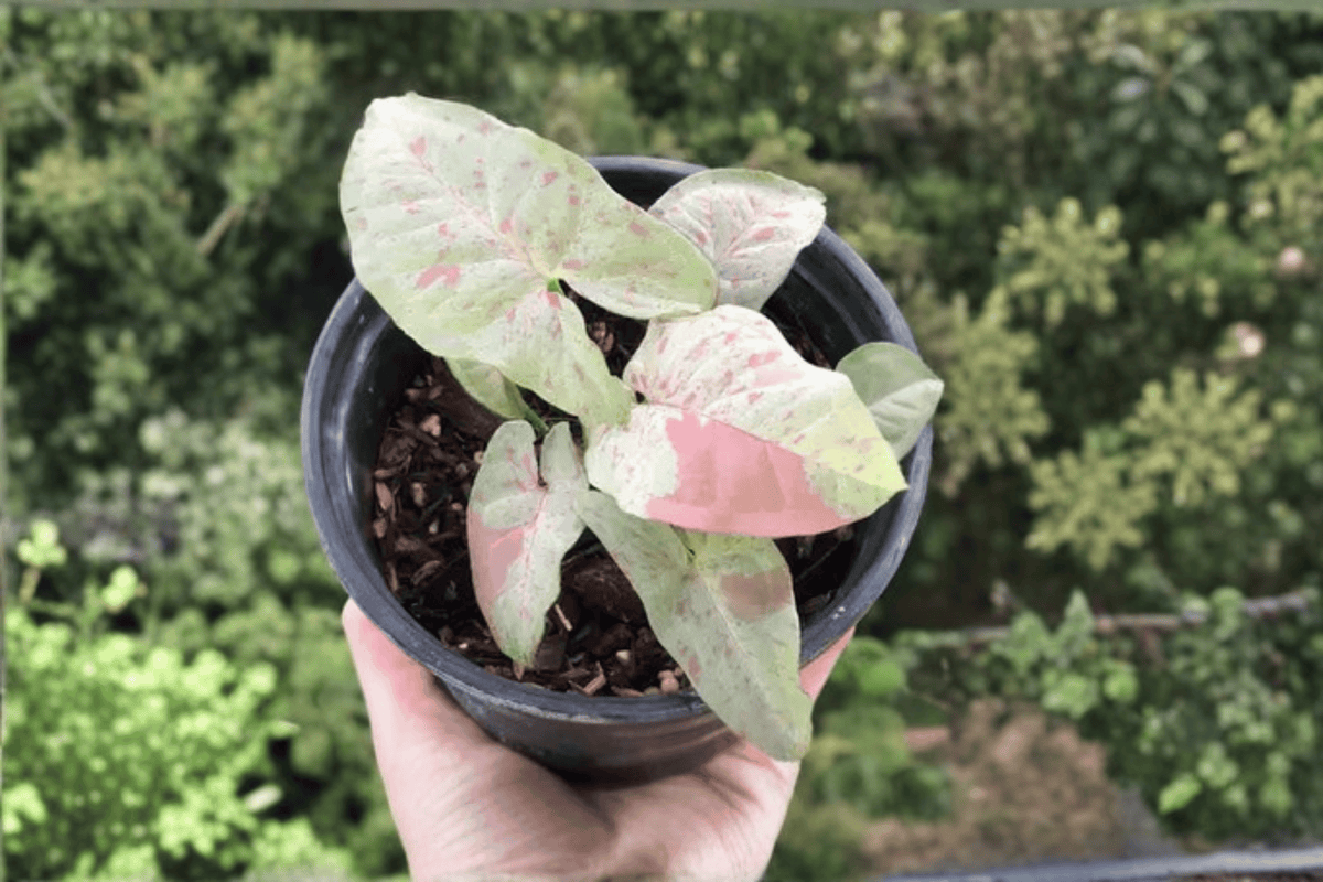 Milk Confetti Arrowhead Vine (Syngonium podophyllum) - 1 Gallon Live Plant