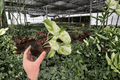 Manjula Pothos (Epipremnum aureum 'Manjula') - 2 Live Plants in 4-Inch Pots