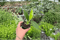 Philodendron Imperial Green - 2 Live Starter Plants, Bare Root