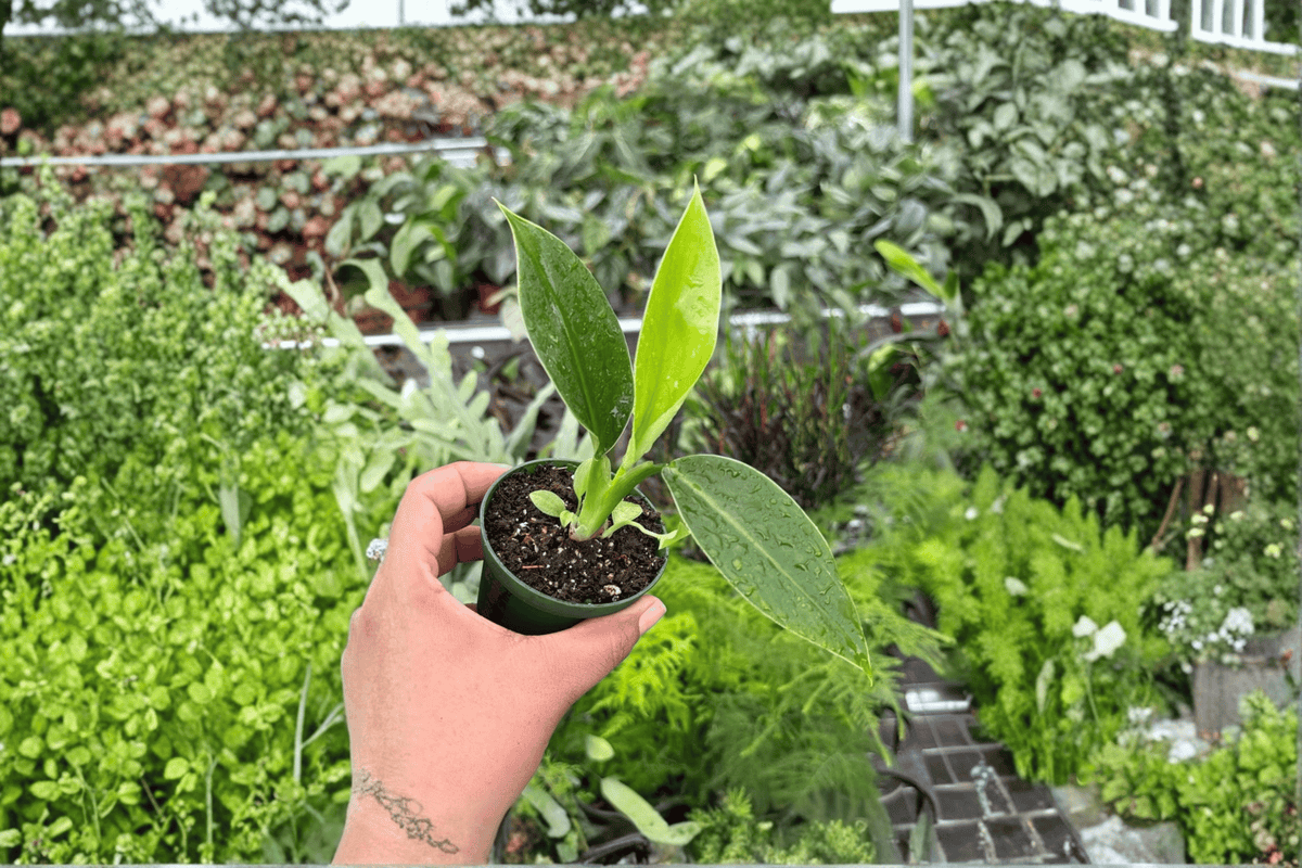 Philodendron Imperial Green - 2 Live Starter Plants, Bare Root