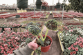 Begonia Lynda Evans - 2 Live Plants in 4-Inch Pots