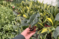Alocasia Dragon’s Tooth Starter Plants (2-Pack) – 2-Inch Pots
