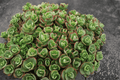 SunSparkler Lime Zinger Stonecrop (Sedum rupestre) - 4-Inch Pot
