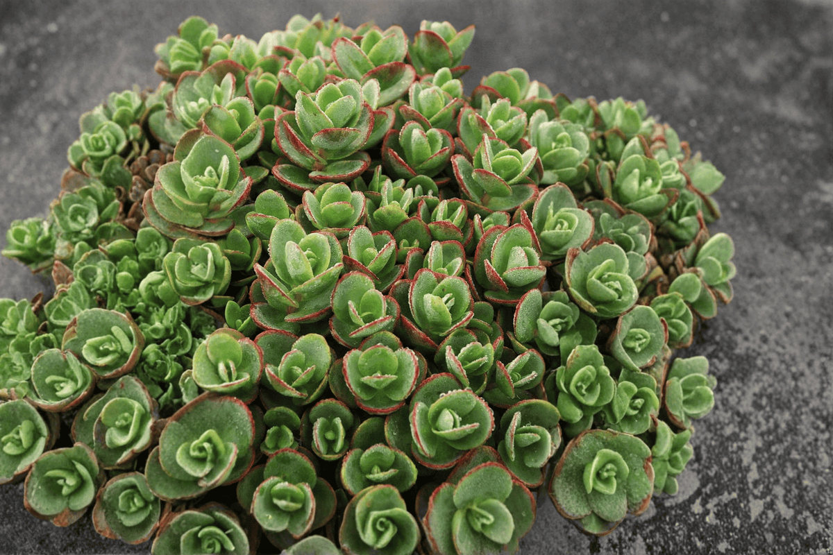 SunSparkler Lime Zinger Stonecrop (Sedum rupestre) - 4-Inch Pot