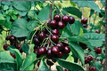 Dwarf Black Cherry Seeds - 5 Fresh Seeds for Indoor/Outdoor Container Gardening