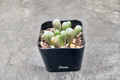 Baby Toes Succulent Fenestraria rhopalophylla 2-Inch Pot Live Plant