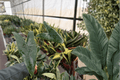 Alocasia Zebrina Live Starter Plants — 2-Pack, 2-Inch Pots