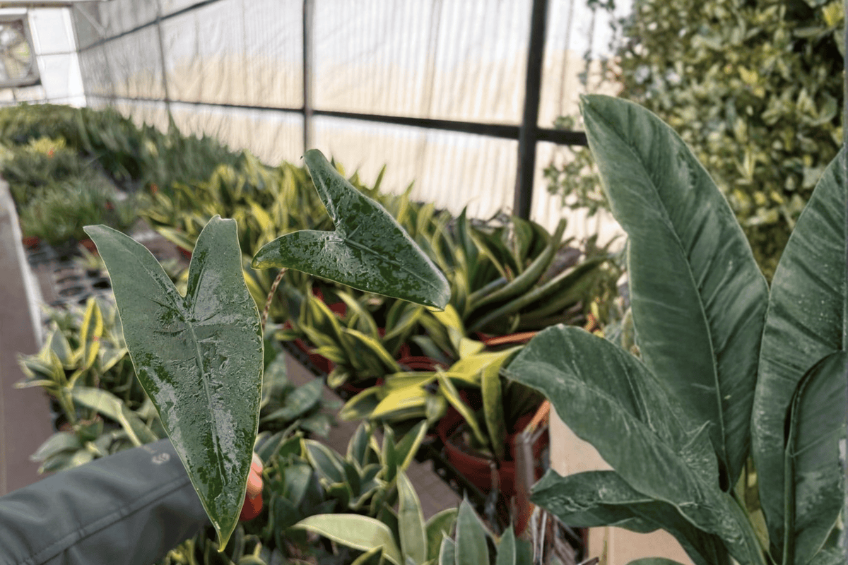 Alocasia Zebrina Live Starter Plants — 2-Pack, 2-Inch Pots