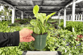 Peperomia Golden Gate (Peperomia obtusifolia) - 2 Live Plants in 4-Inch Pots