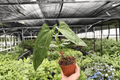 Anthurium Hoffmannii x Red Gunsal - 2 Live Plants in 4" Pots