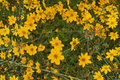 Namid Compact Yellow Bidens - 1 Live Plant in 4-Inch Pot (Bidens ferulifolia)