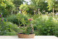 Mojito Mint Live Plant (Mentha × villosa) - Rooted Starter, 3–8 Inches, GMO-Free