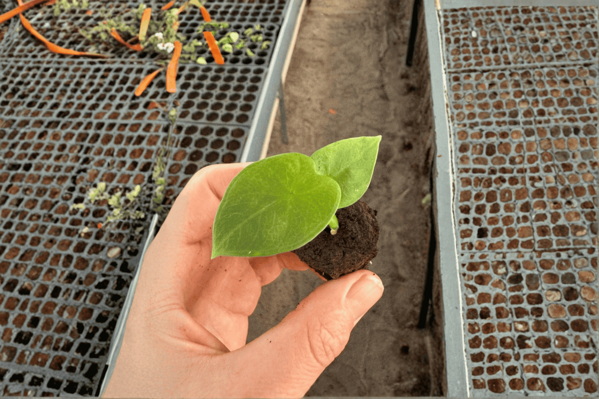 Alocasia 'Lukiwan' Starter Plants (2) Bare Root | Hybrid Aroid