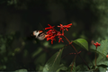 2 Live Mexican Firebush Plants (Hamelia patens) - 4–6 Inches Tall - Ships Without Pot