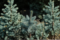 Baby Blue Eyes Colorado Spruce (Picea pungens ‘Baby Blue Eyes’) - 12" Live Pot