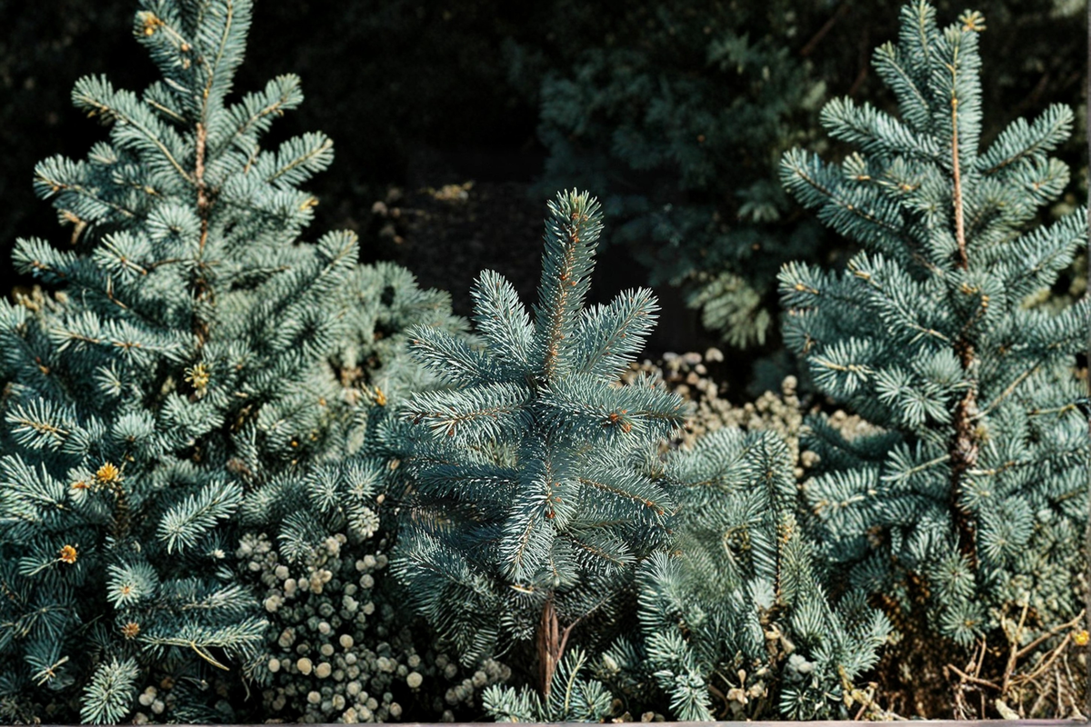 Baby Blue Eyes Colorado Spruce (Picea pungens ‘Baby Blue Eyes’) - 12" Live Pot