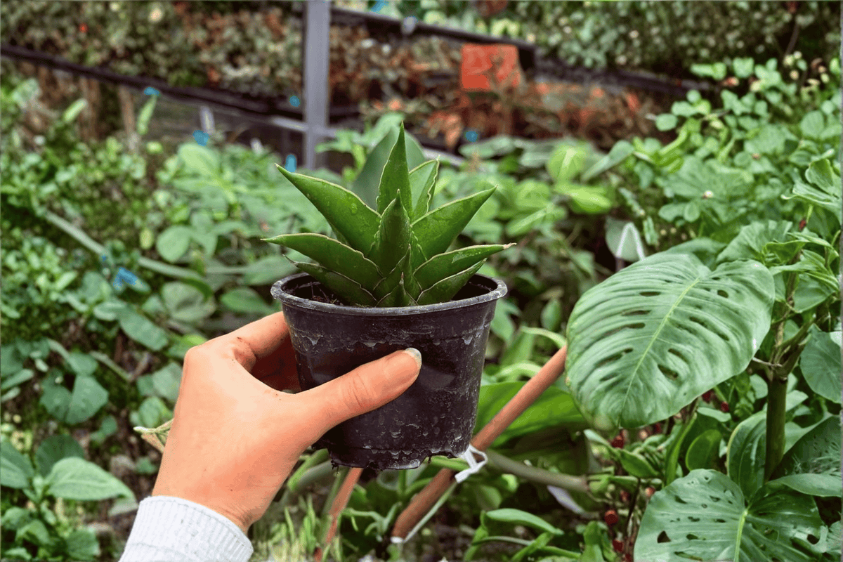Sansevieria Jewel Crown - 2 Live Starter Plants in 4" Pots