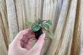Peperomia Burbella Starter Plants – 2 Bare Root Peperomia Burbella