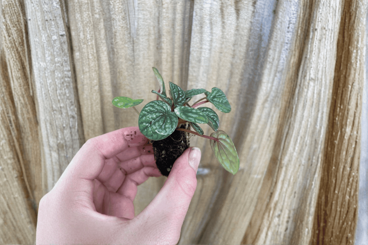Peperomia Burbella Starter Plants – 2 Bare Root Peperomia Burbella