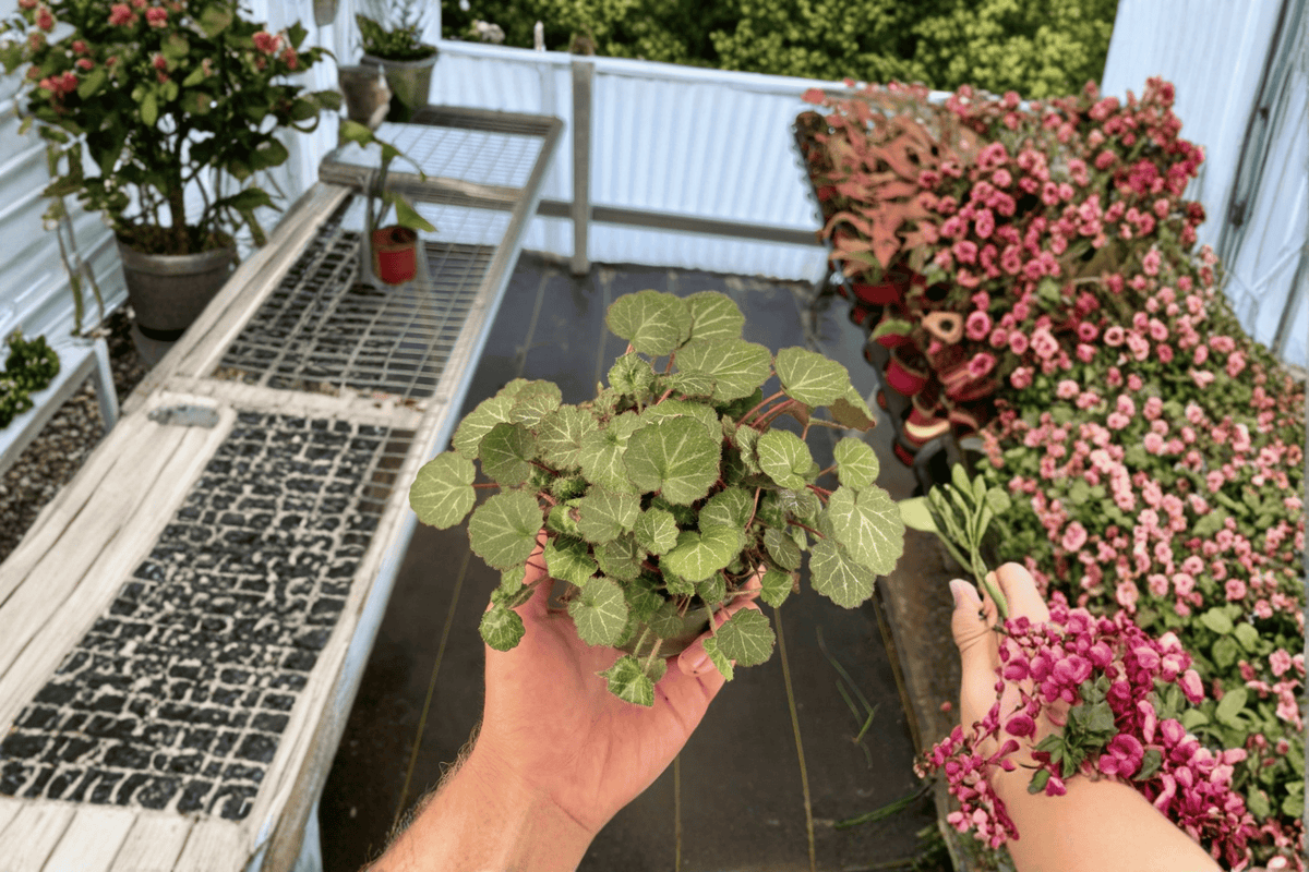 Strawberry Begonia Saxifraga stolonifera Live Plant – 2 Bare Root Starter Plants
