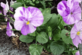 Columbine Viola Live Plant in 4-Inch Pot | Viola 'Columbine' Starter Plant