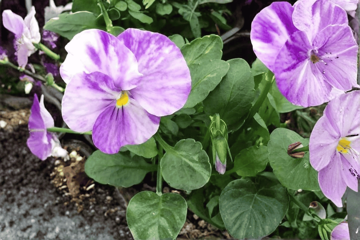 Columbine Viola Live Plant in 4-Inch Pot | Viola 'Columbine' Starter Plant