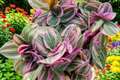 Tradescantia Nanouk Live Plant Duo in 2-Inch Pots - Rooted Starter Plants