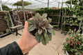 Peperomia San Marino 2 Live Plants – 4-Inch Bare Root