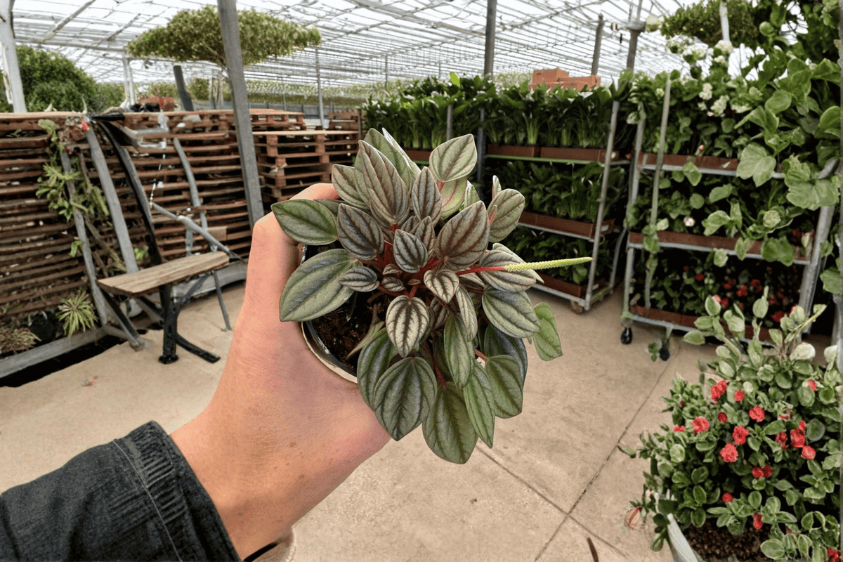 Peperomia San Marino 2 Live Plants – 4-Inch Bare Root