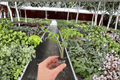Alocasia brancifolia 'Nishihira' Starter Plants – 2 Bare Root (2-inch) | Live Indoor Tropical