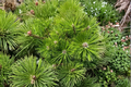 Vibrant Japanese Red Pine Pinus densiflora ‘Vibrant’ 12” Live Plant in 1-Gallon Pot
