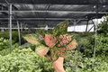 Aglaonema Katrina Live Plants – 2 Plants in 4
