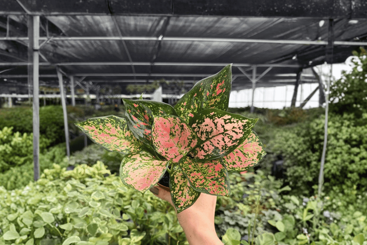 Aglaonema Katrina Live Plants – 2 Plants in 4