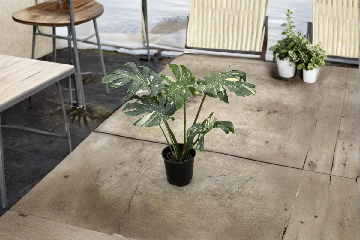 Monstera Thai Constellation XL Live Plant - Fully Rooted Variegated Tropical Houseplant