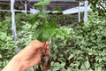 Chiffon Pink Hibiscus Starter Plants in Plugs – 2 Live Plants