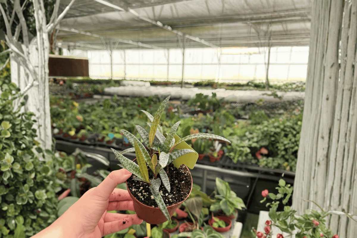 Silver Quill Pilea libanensis Live Plants – 2 in 4-Inch Pots