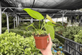 Anthurium Crystal x Papi Golden 2-Plant Set | 4-Inch Potted Live Plants