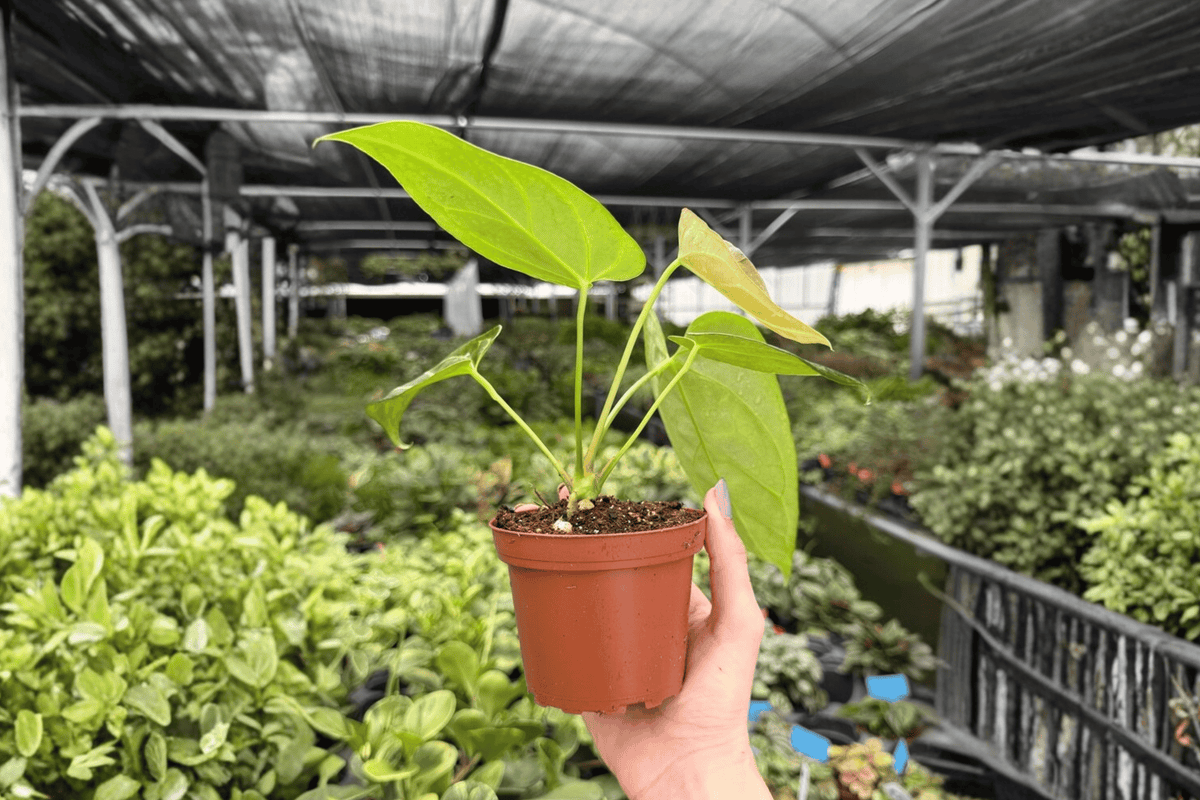 Anthurium Crystal x Papi Golden 2-Plant Set | 4-Inch Potted Live Plants