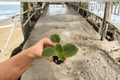 VAT King of Peas African Violet Starter Plants (2) - Streptocarpus ionanthus