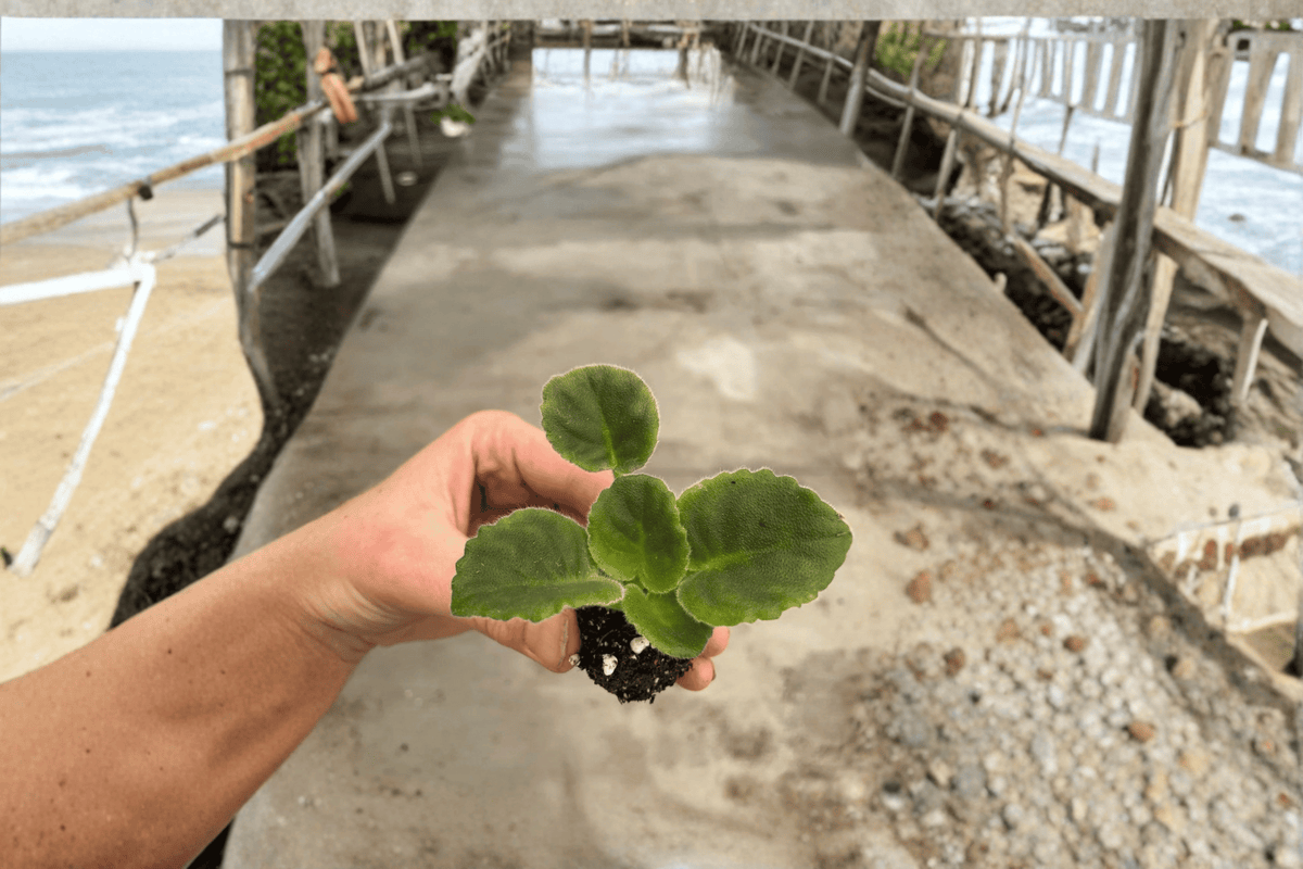 VAT King of Peas African Violet Starter Plants (2) - Streptocarpus ionanthus