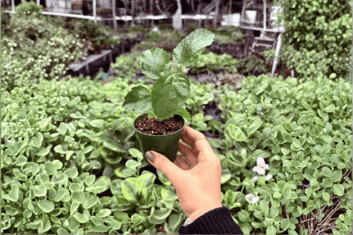 Jennie Lynn Hibiscus Starter Plants – Hibiscus rosa-sinensis ‘Jennie Lynn’ (2-Pack)