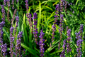 Majestic Lilyturf Live Plant in 2.5-Inch Pot | Liriope muscari (Monkey Grass) – 1 Plant